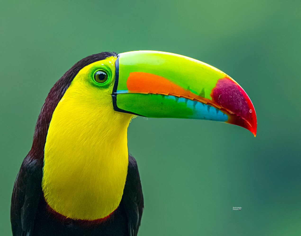 Tucán de pico colorido posado en una rama, un ejemplo de las aves exóticas que se pueden observar en Costa Rica.
