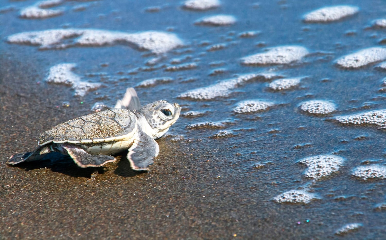 Canales selváticos del Parque Nacional Tortuguero, Costa Rica, un importante sitio de anidación de tortugas marinas.