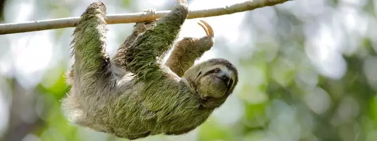 Perezoso de tres dedos colgando tranquilamente de una rama en la selva del Parque Nacional Manuel Antonio, Costa Rica.