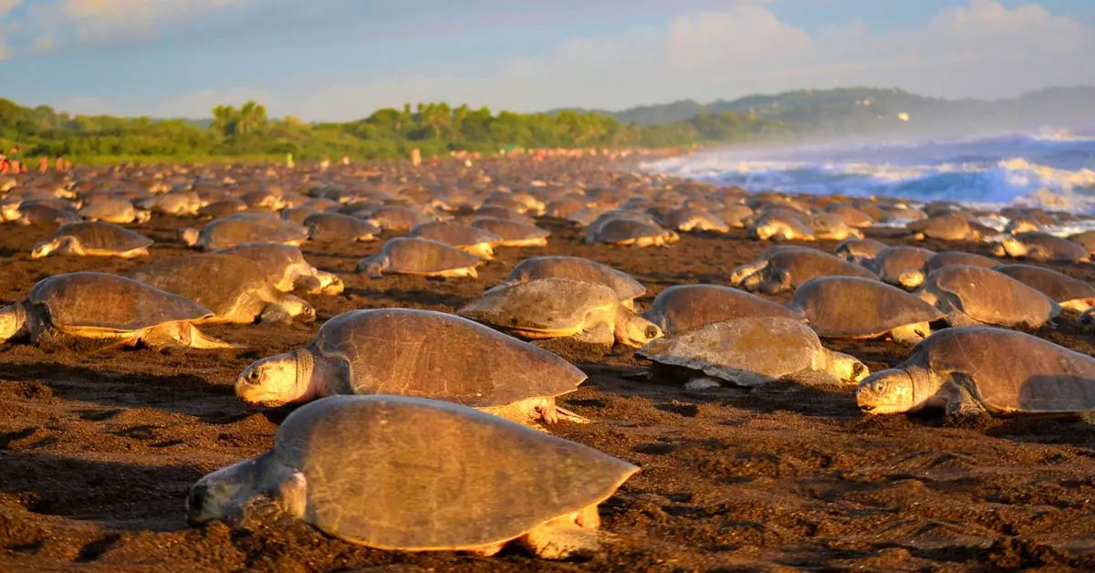 Tortuga marina Lora llegando a la playa de Ostional, Costa Rica, para el desove durante una arribada.