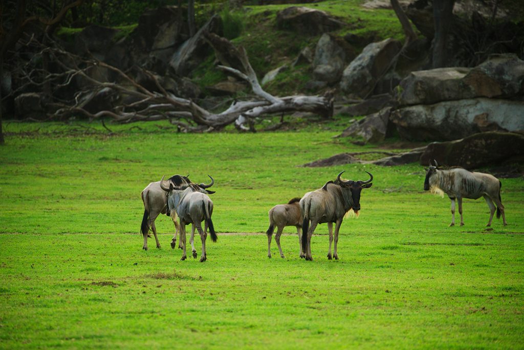 Alimentando jirafas en safari costarricense