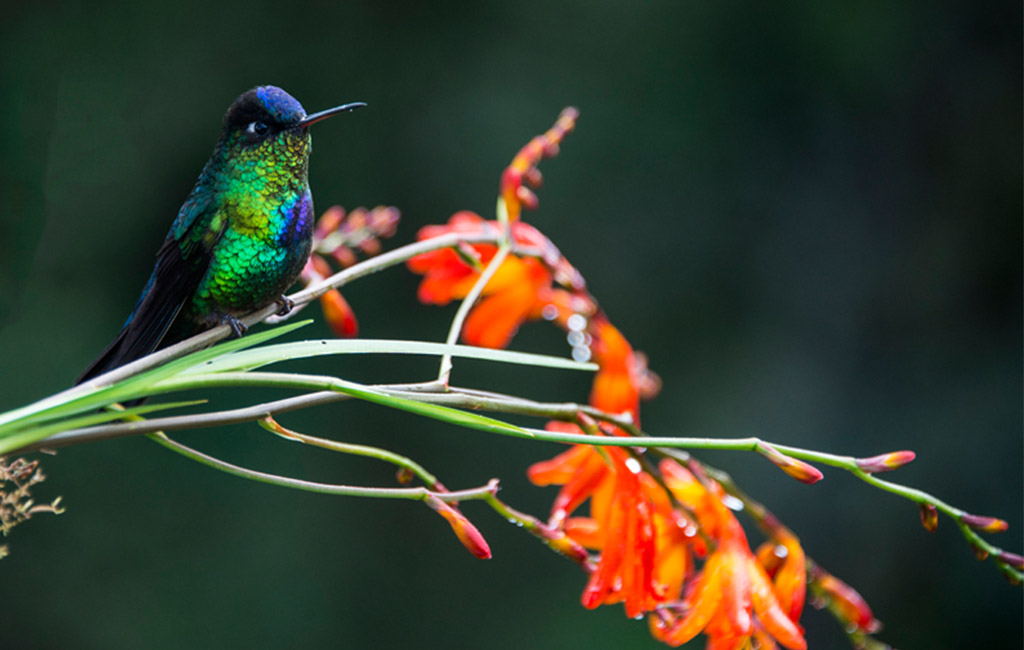 Colibrí alimentándose de una flor