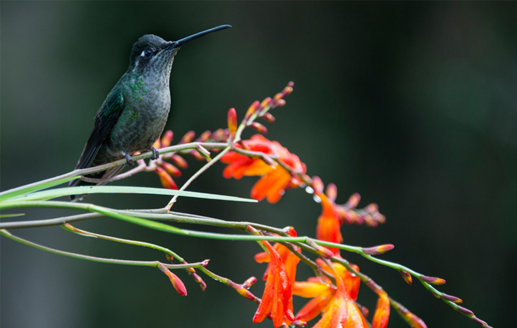 Colibrí en vuelo cerca de flores tropicales