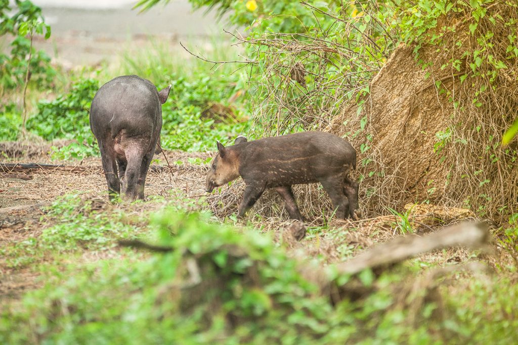 Cabañas ecológicas en medio de la selva de Corcovado