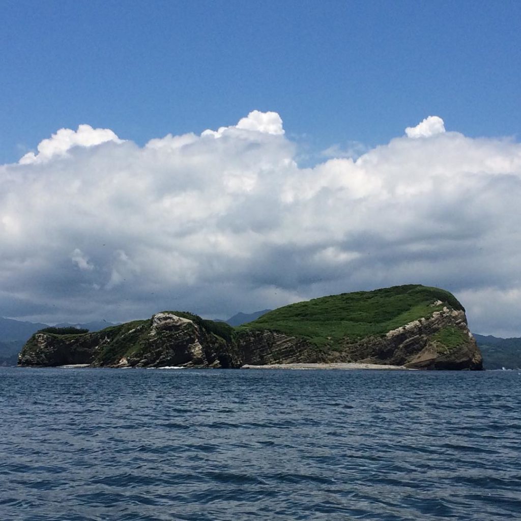 Colonia de pelícanos pardos en los acantilados de Isla Guayabo