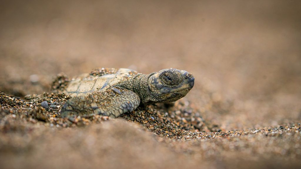 Proceso de anidación de tortugas marinas en Ostional