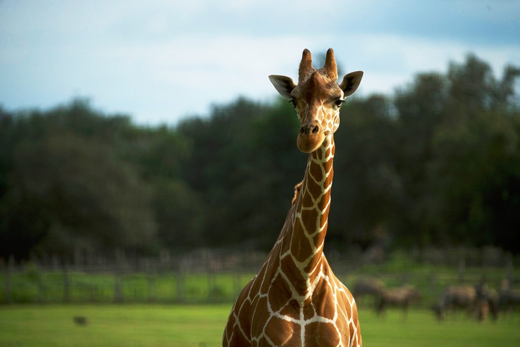Safari en Costa Rica: Experiencia Única en Ponderosa Adventure Park | Paseos Costa Rica