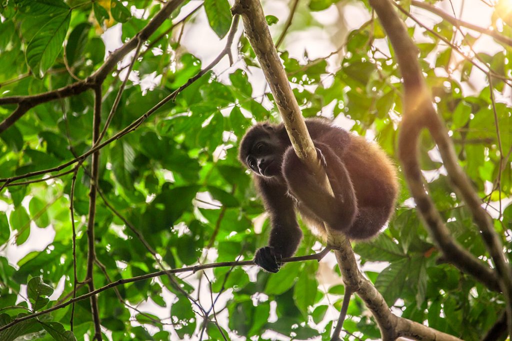 Senderos selváticos en el Parque Nacional Corcovado