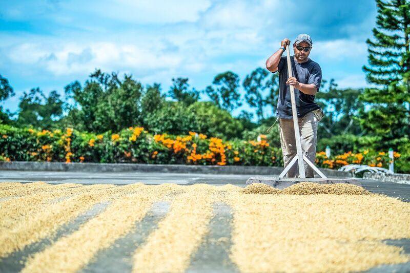 Tour del café en Doka Estate, Alajuela