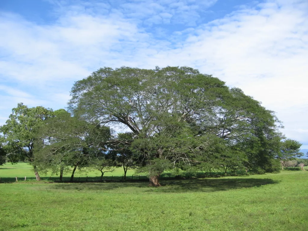 Arbol_de_Guancaste.jpg.webp