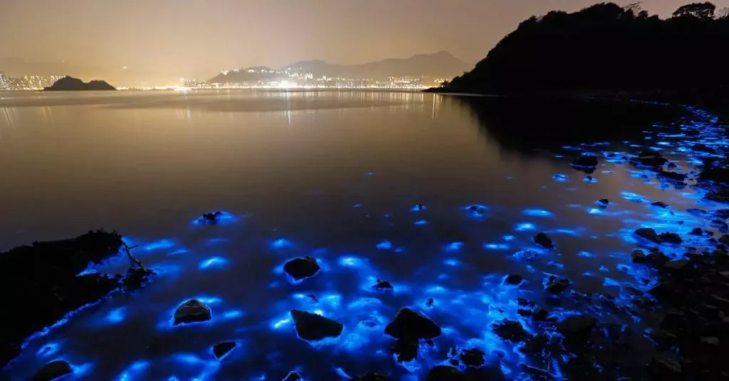 Bioluminiscencia-1024x536.jpeg.webp