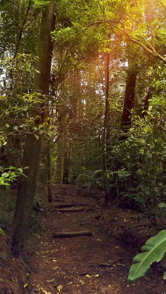 Bosque-del-niño-2-577x1024.jpg.webp