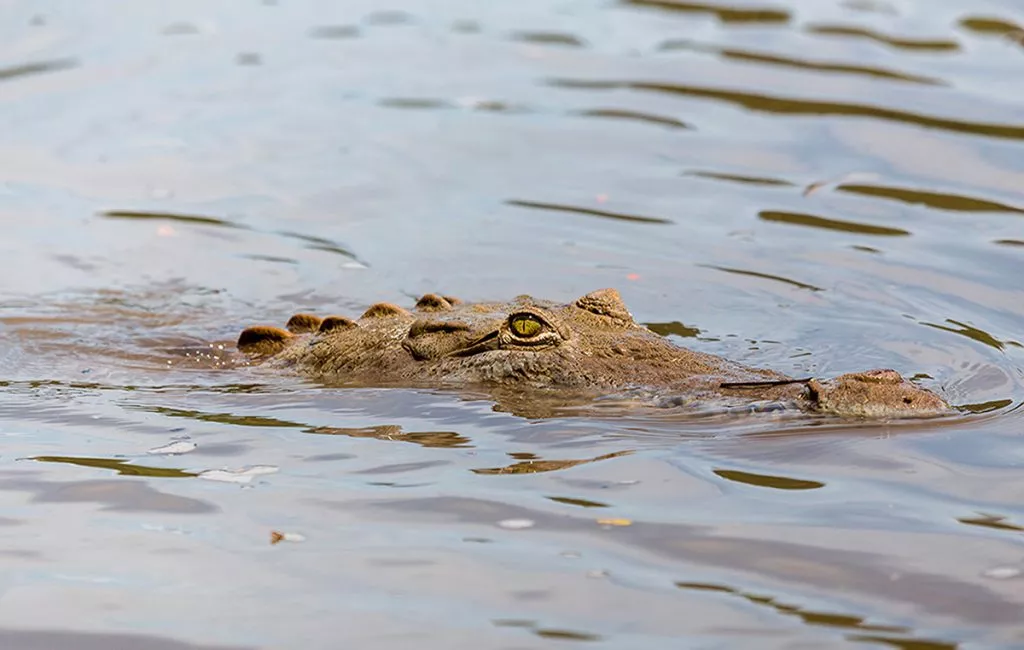 Cocodrilo-1024x650.jpg.webp