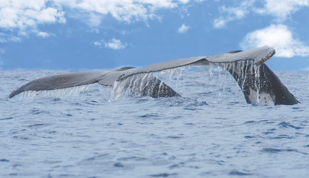 DM000243-Ballena-1024x589.webp