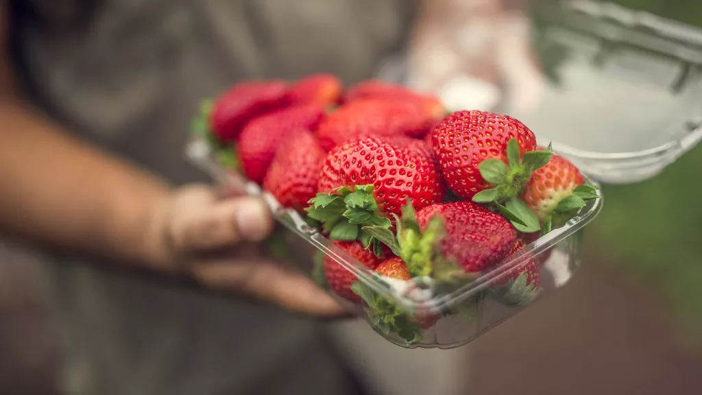 Fresas-Poás-1024x576.jpg.webp