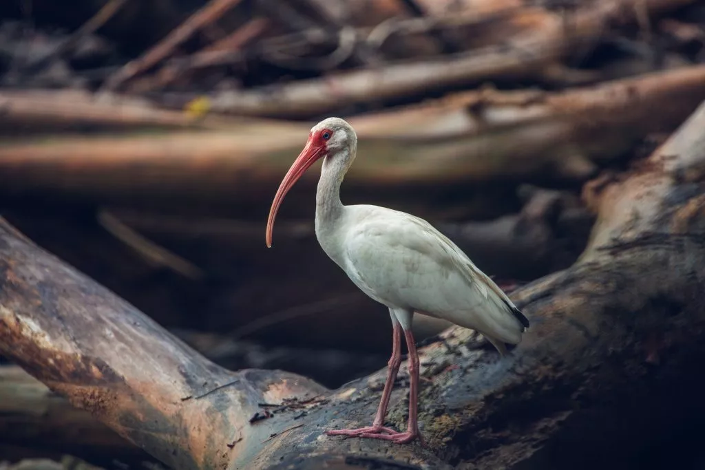 Ibis-Blanco-Parque-Nacional-Corcovado-Puntarenas-1-1-1024x683.jpg.webp