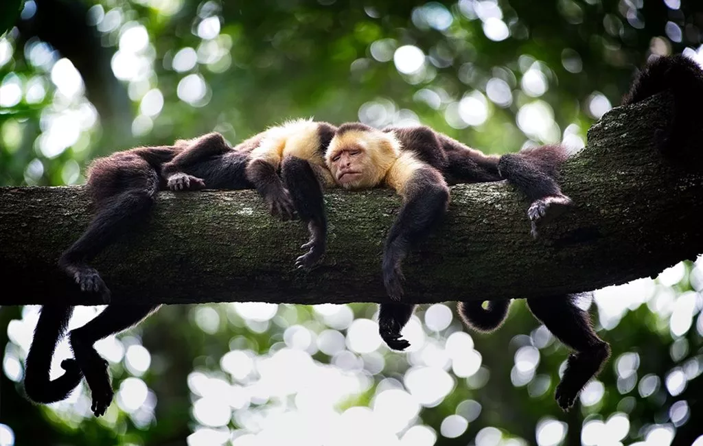 Monos-1024x650.jpg.webp