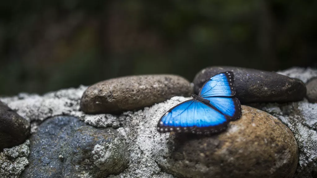 Morfo-mariposa-1024x576.jpg.webp