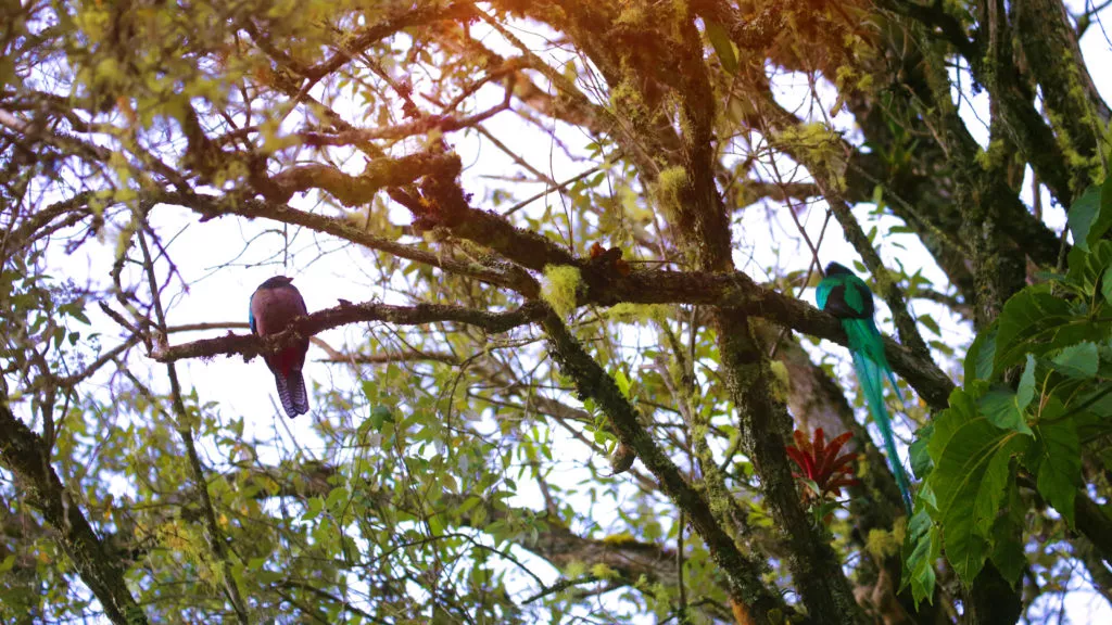 Pareja-de-Quetzales-San-Gerardo-de-Dota-San-Jose-1024x576.jpg.webp
