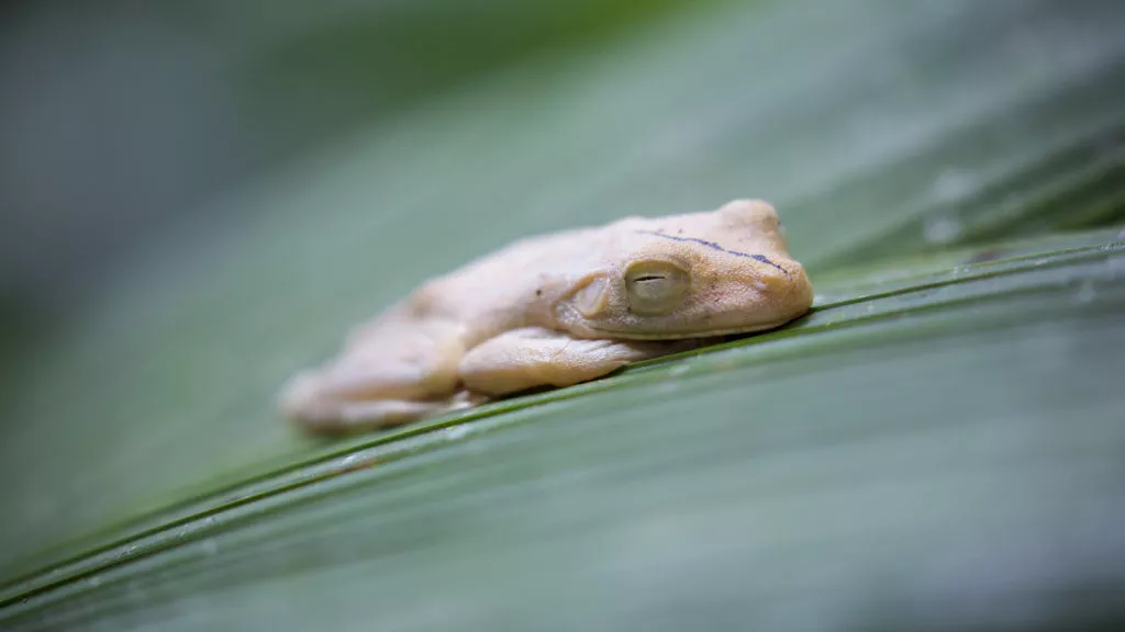 Rana-Piedras-Blancas-Puntarenas-1024x576.jpg.webp