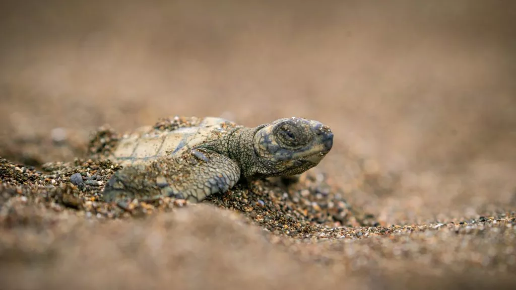 Tortuga-Lora-Ostional-10-1024x576.jpg.webp