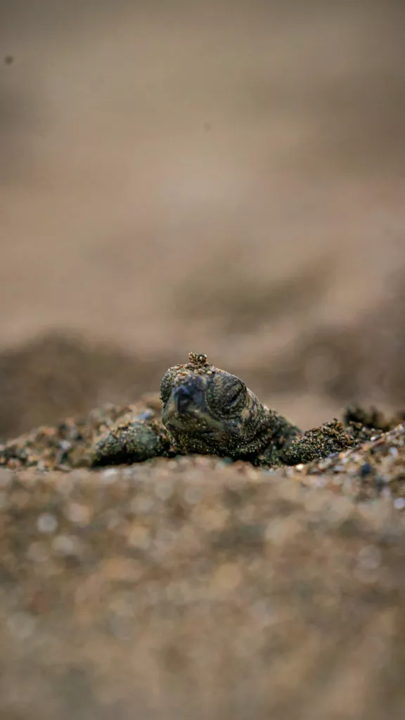 Tortuga-Lora-Ostional-14-576x1024.jpg.webp