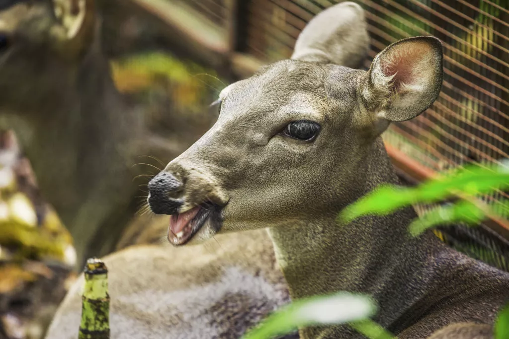 Venado-1024x683.jpg.webp