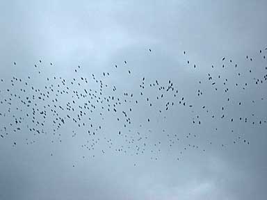 Bandada de aves rapaces migrando sobre el Caribe costarricense