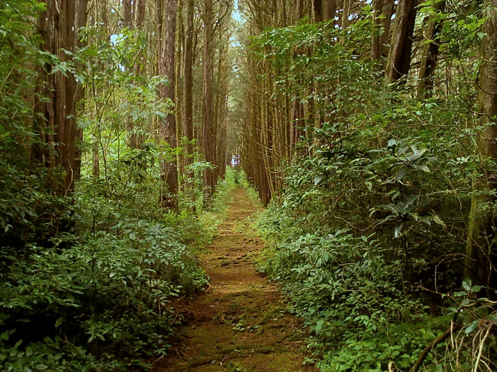 bosque-de-la-hoja-Modifie-1024x768-1.png.webp