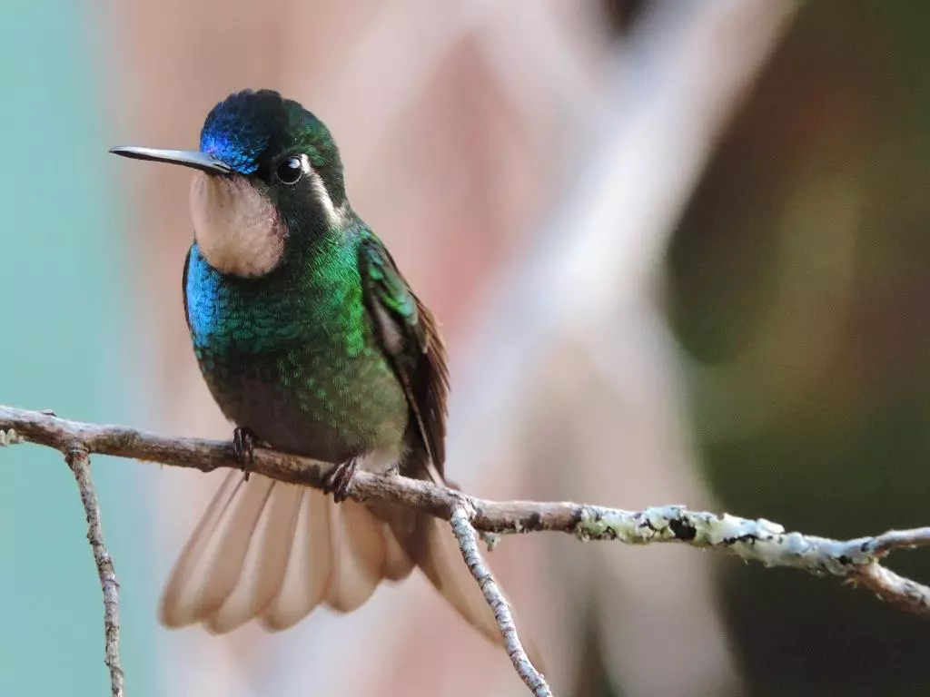 colibri.jpg.webp