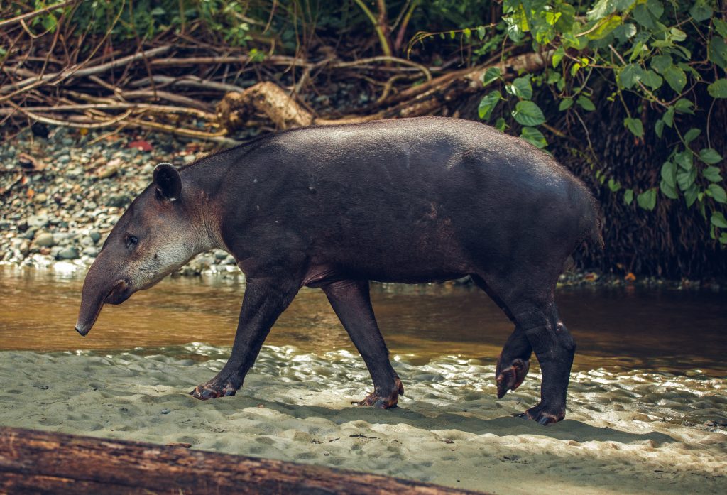Danta adulta con cría en los senderos de Corcovado