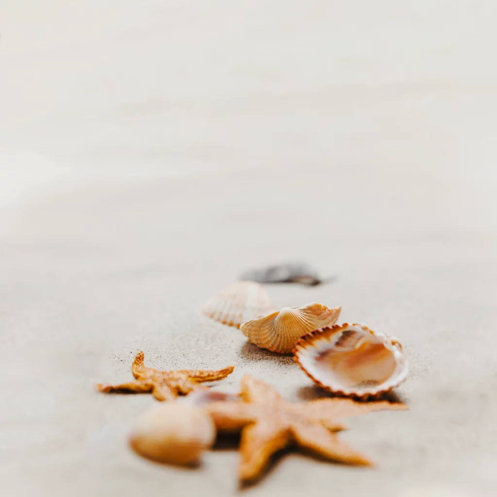 Ecosistema marino con estrellas de mar y conchas en Costa Rica