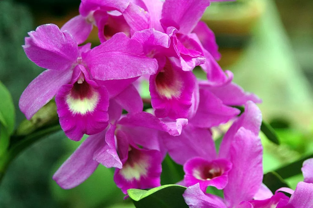 guarianthe_skinneri.jpg.webp