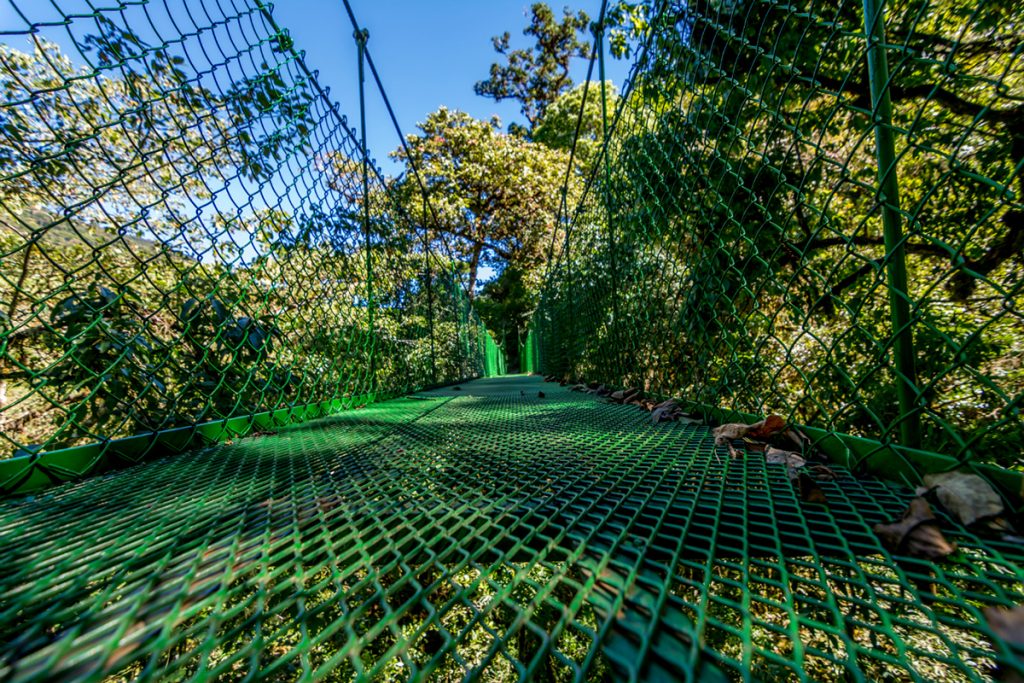Puente colgante sobre el bosque nuboso de San Gerardo de Dota