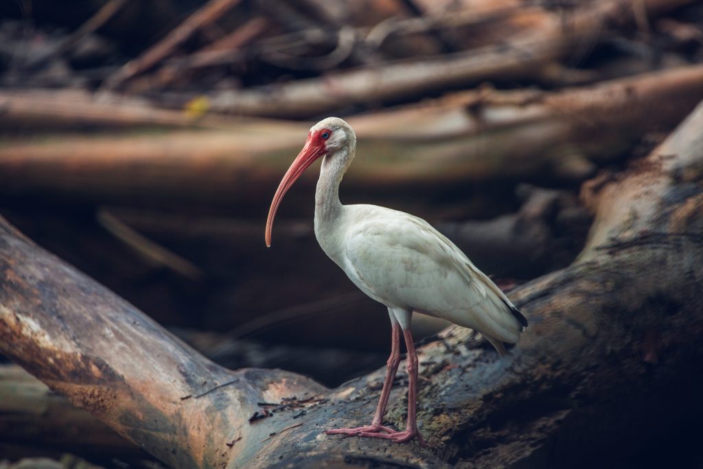 Ibis blancos en los humedales de Corcovado