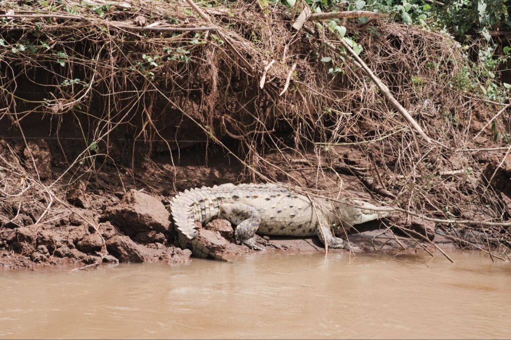 Cocodrilo gigante en Río Tárcoles bajo puente de Caldera