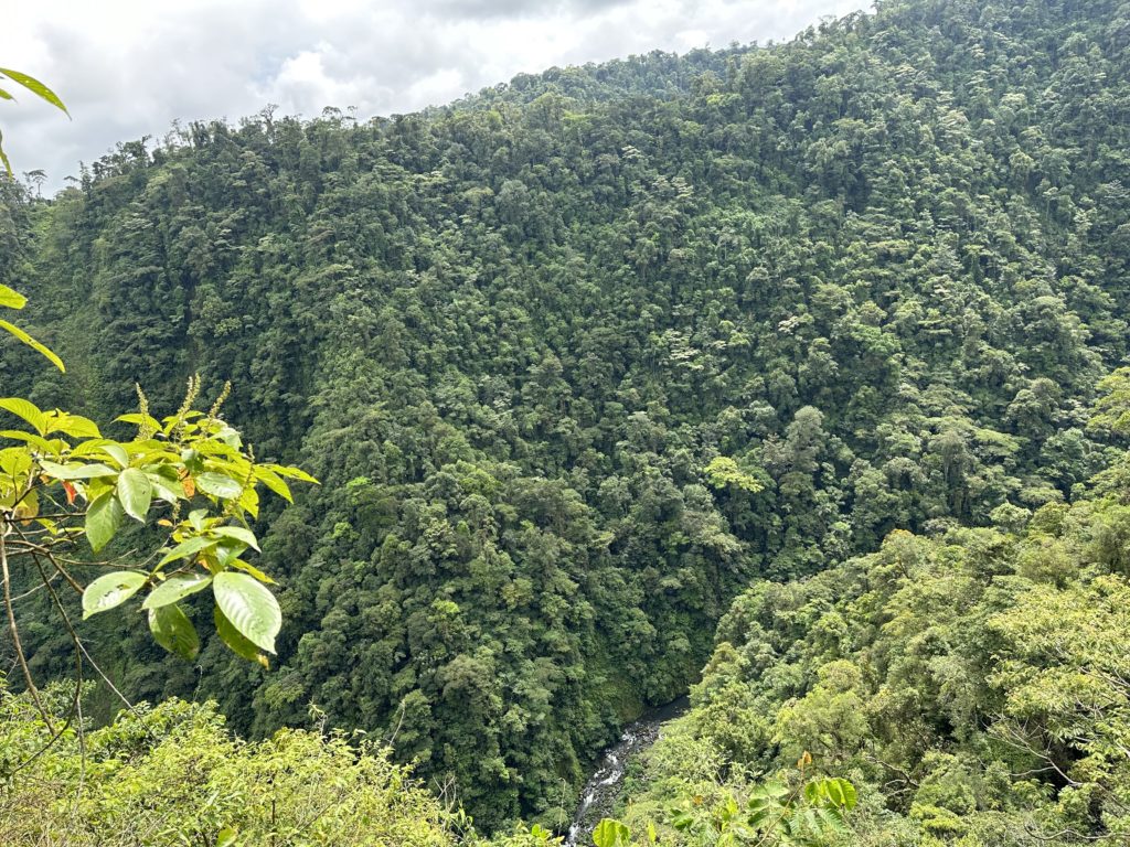 Tour de café en Mi Cafecito, proceso tradicional costarricense