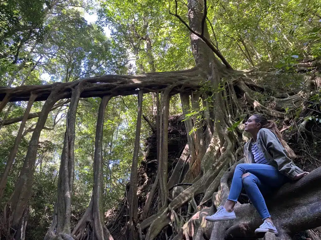 Ficus La Raíz: Puente Natural en Monteverde | Paseos Costa Rica