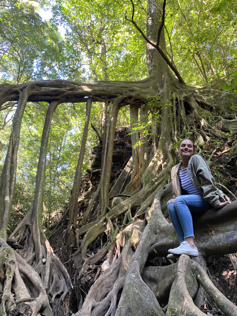 Caminata hacia el puente Ficus La Raíz