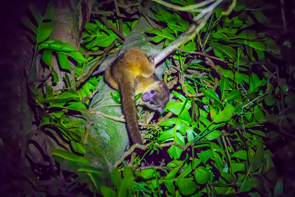 Kinkajou avistado durante tour nocturno en Monteverde