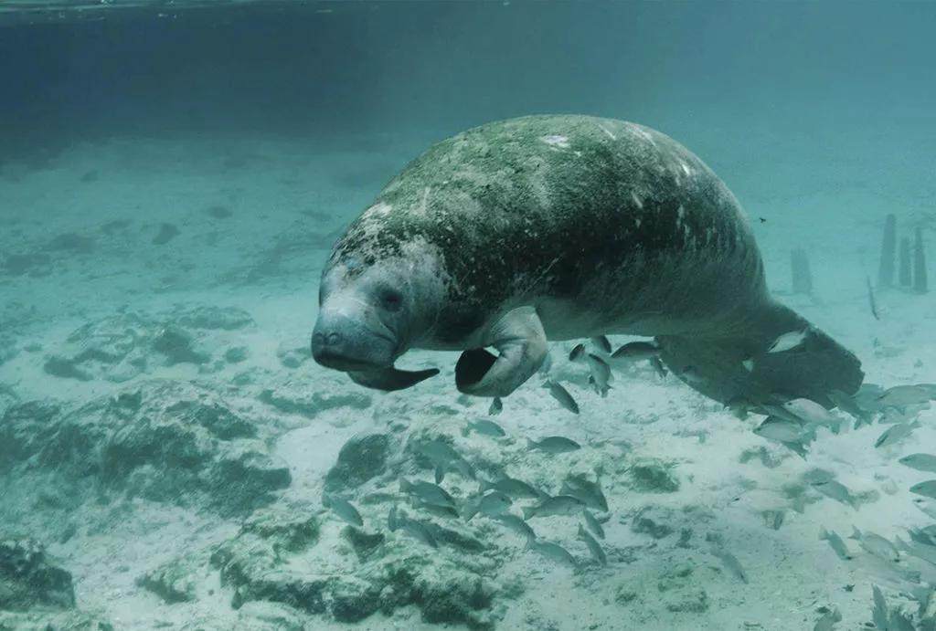 manati-01A3x-6400bcf816781-1024x691.jpg.webp