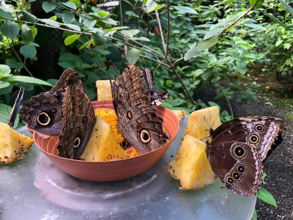 Jardín de Mariposas del Museo Nacional: Un Tesoro Natural e Histórico en San José