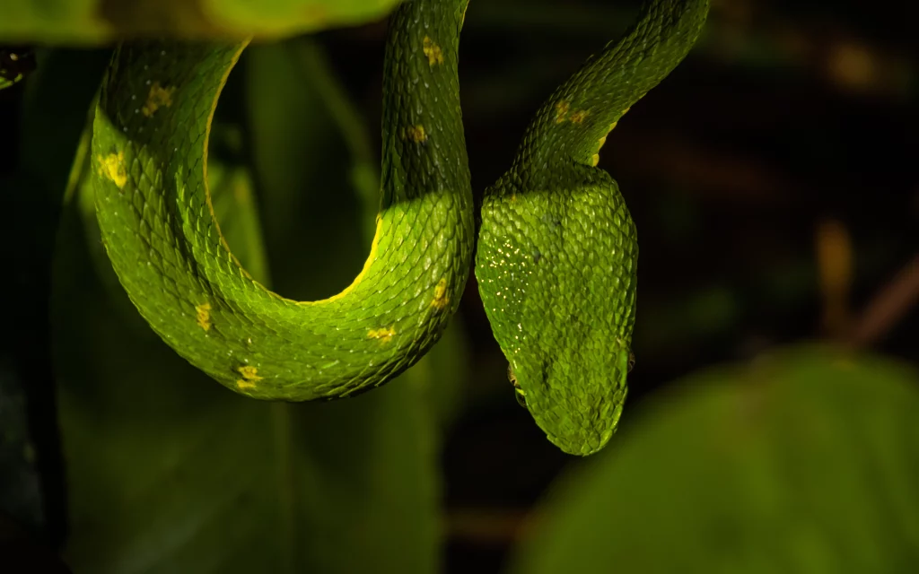 Tour Nocturno en Monteverde: Vive una Experiencia Única en Costa Rica | Paseos Costa Rica