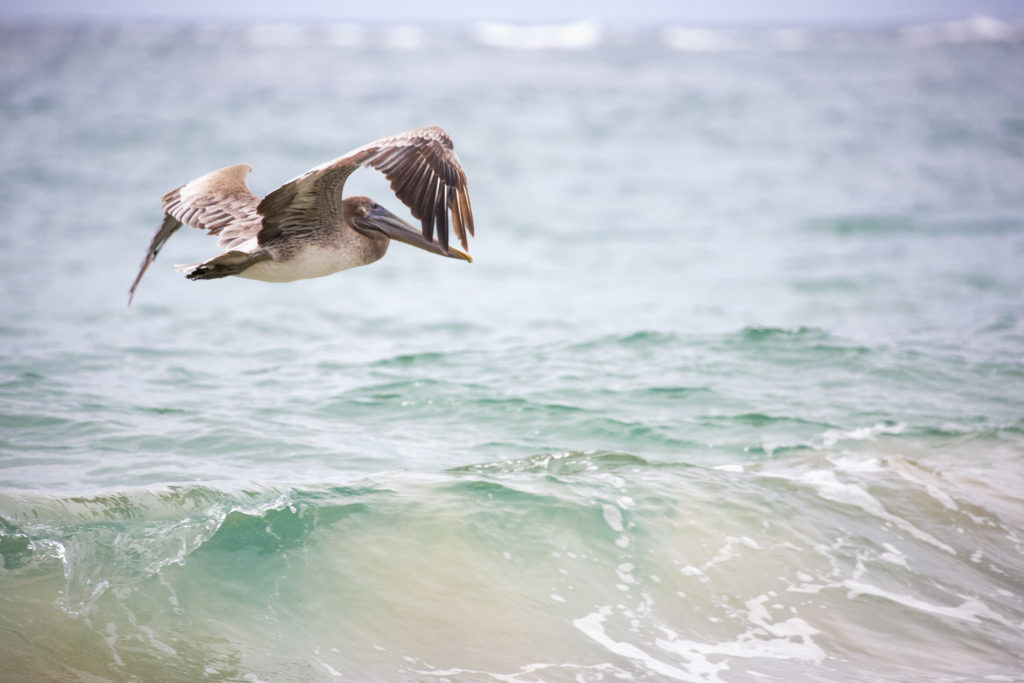 Punta Uva: 10 Actividades Imperdibles en el Caribe Costarricense | Paseos Costa Rica