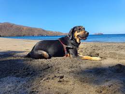 Perro jugando en playa pet-friendly de Costa Rica
