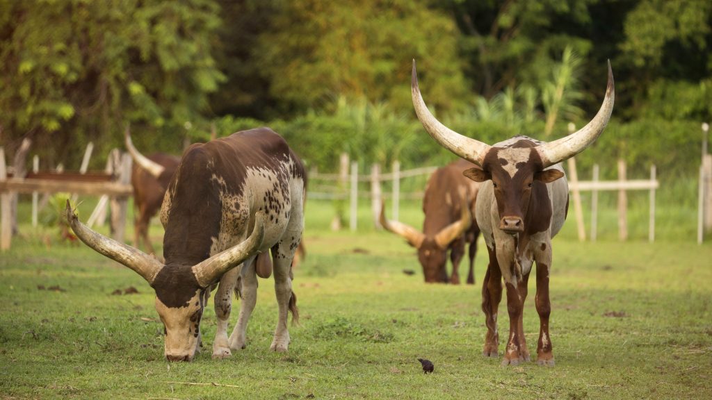 Watusi en Ponderosa Adventure Park Liberia