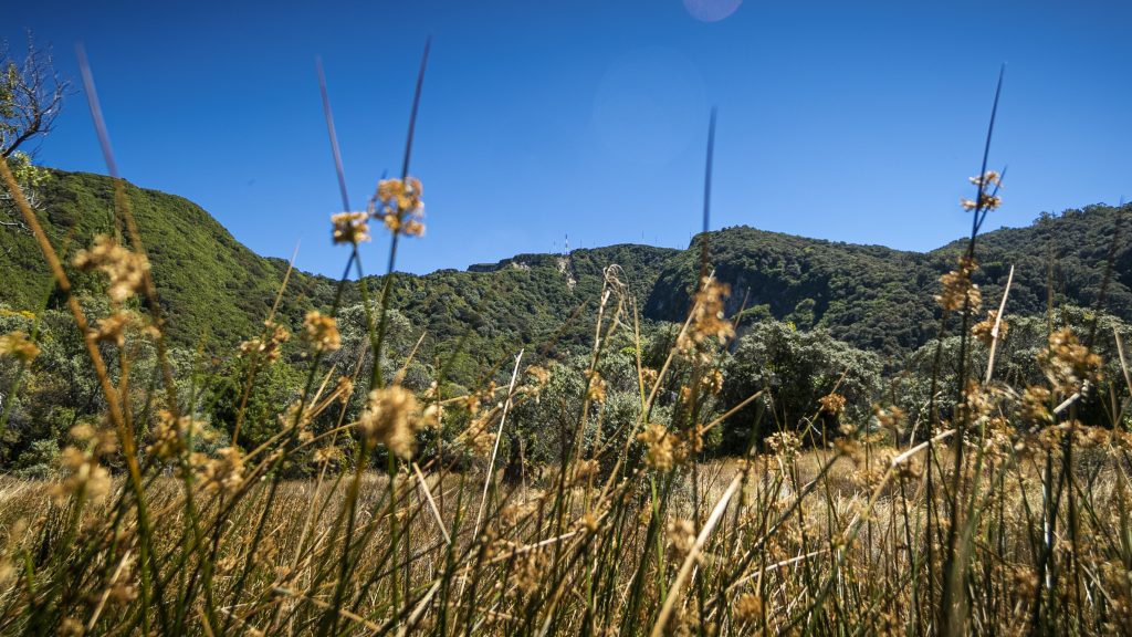 Sendero entre cipreses en el místico Bosque Prusia de Cartago
