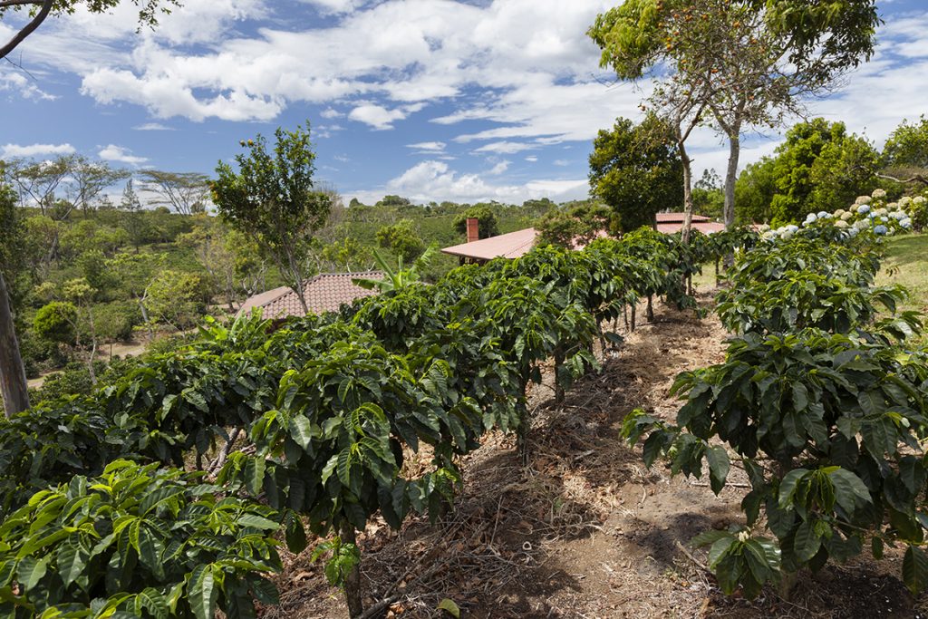 Cafetal en las montañas de Costa Rica al atardecer