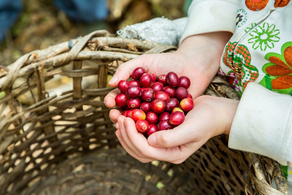 Proceso de secado tradicional del café costarricense