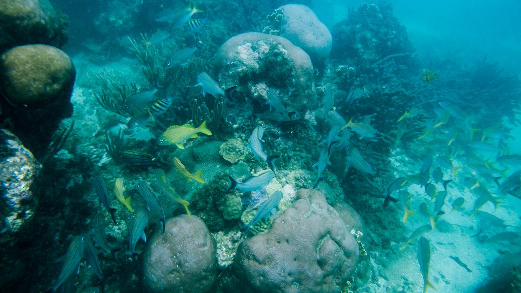 Snorkeling en Cahuita Limón